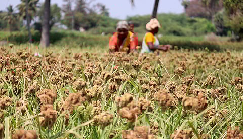 File Image | Women farmers cultivate ragi in Sundargarh, Odisha